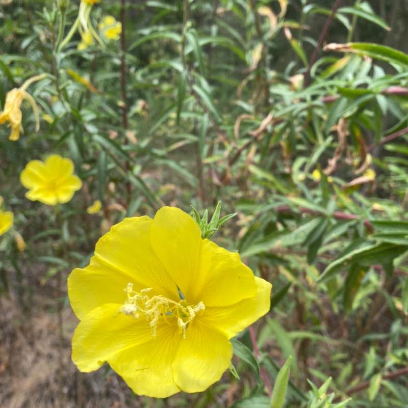 Ricky G. 🇲🇽🇺🇸 post 2