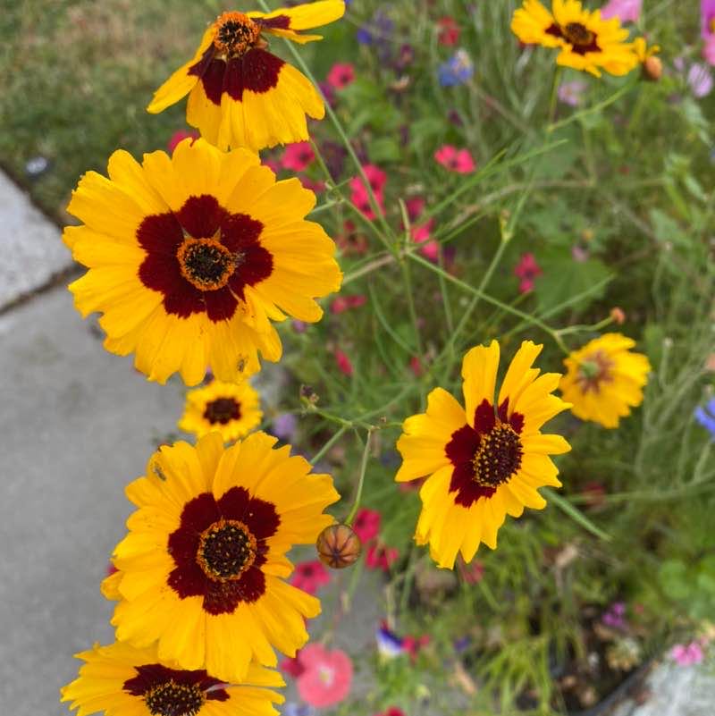 Ricky G. 🇲🇽🇺🇸 post 1