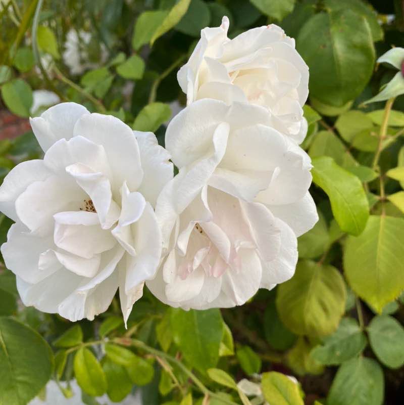 Ricky G. 🇲🇽🇺🇸 post 1