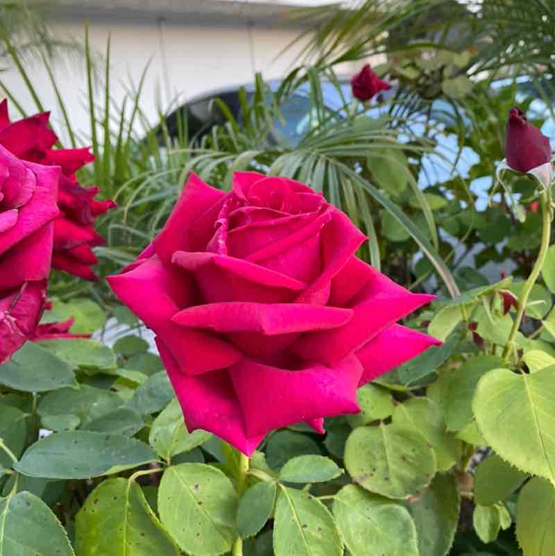 Ricky G. 🇲🇽🇺🇸 post 2