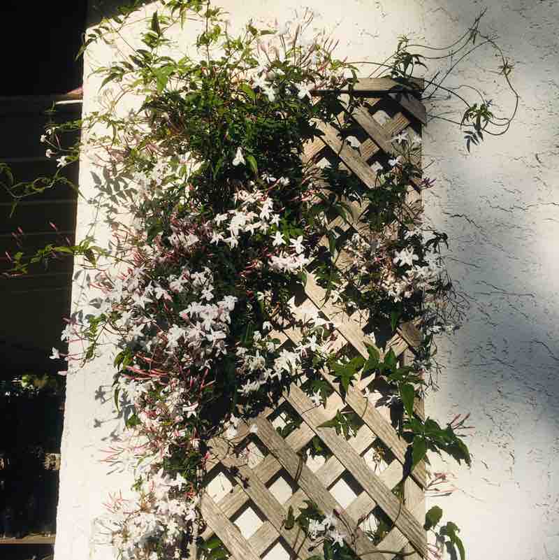 InHisHands 🌻 post 1