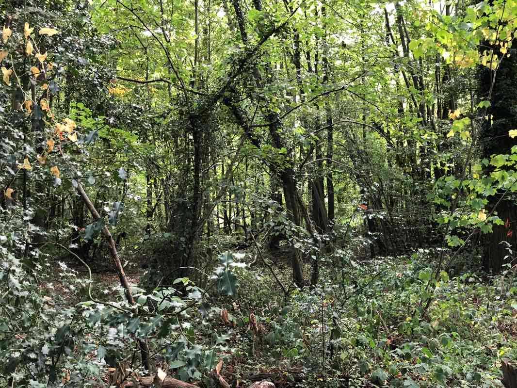 walking near me in Shorne Woods Country Park in winter