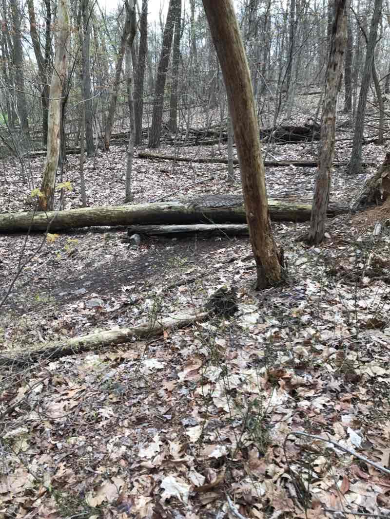 walking near me in Geisinger Stewardship Forest and Trails in winter