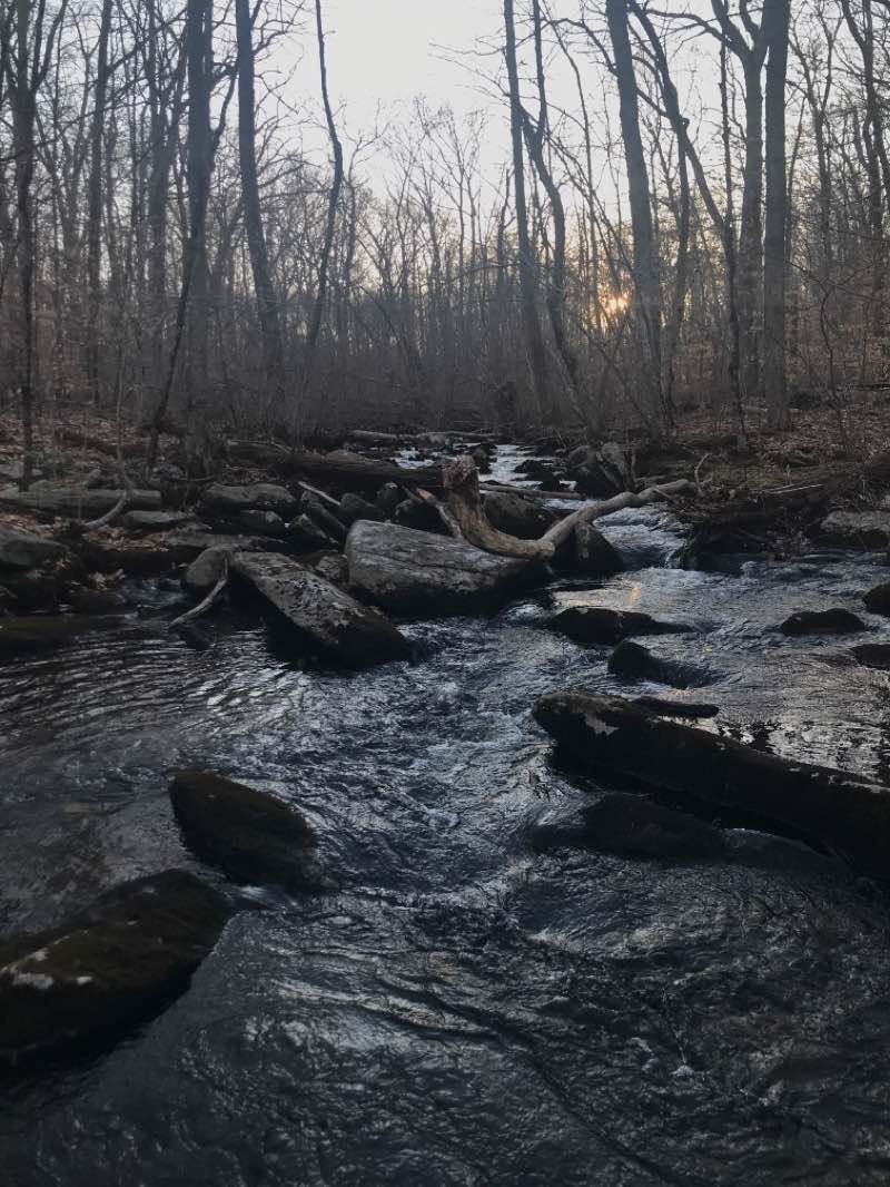 walking near me in George B Parker Woodland in winter