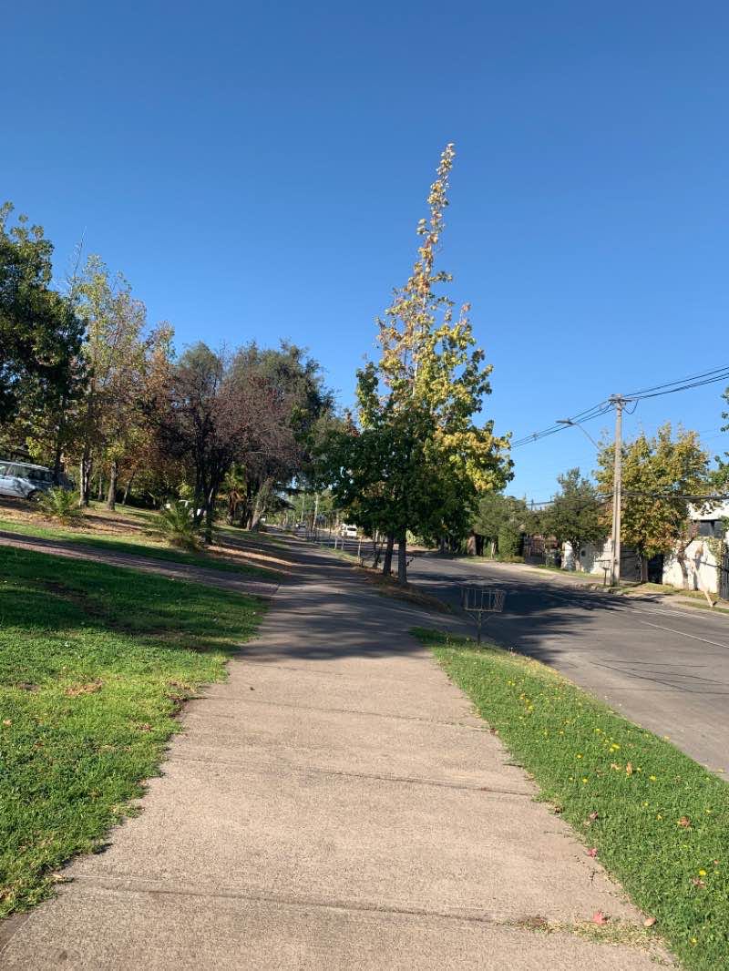 walking near me in Plaza Camino Catedral in summer