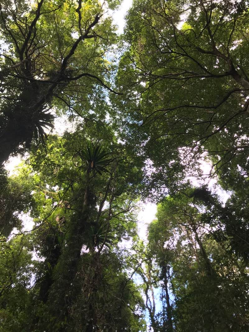walking near me in Dorrigo National Park in summer