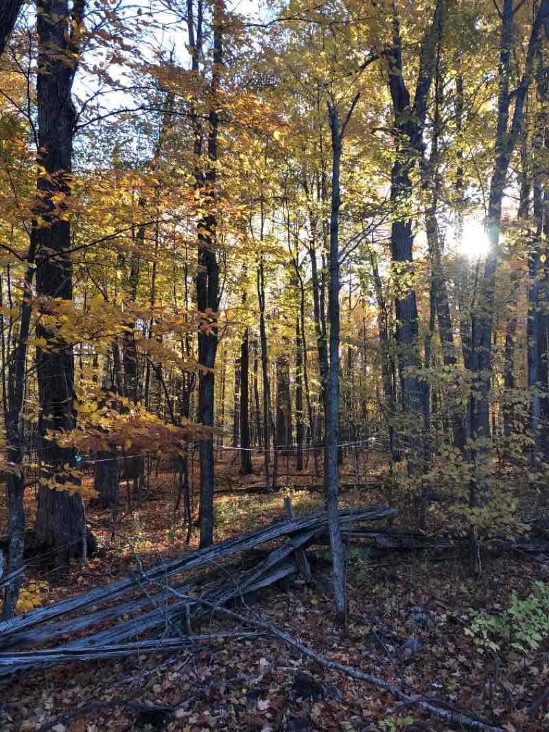walking near me in Beckwith Park in winter