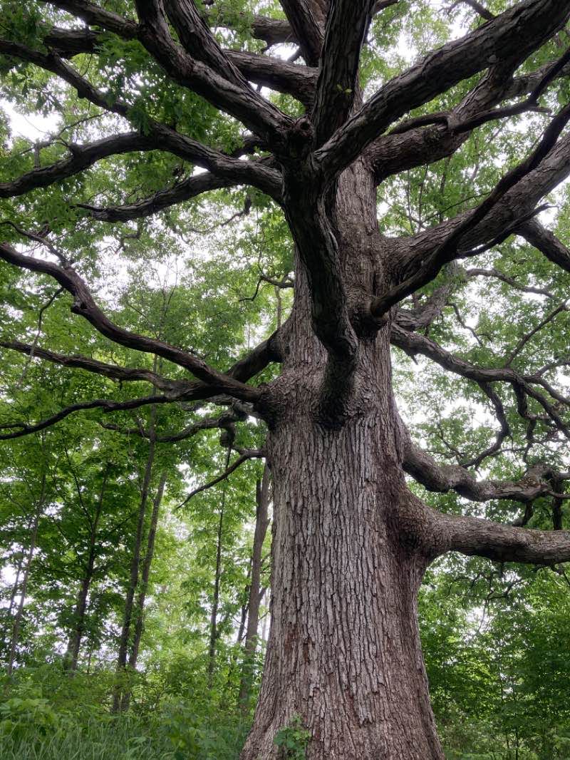 walking near me in Hathaway Preserve At Ross Run - ACRES Land Trust in winter