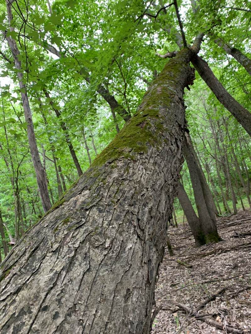 walking near me in Crow Wing State Park in winter
