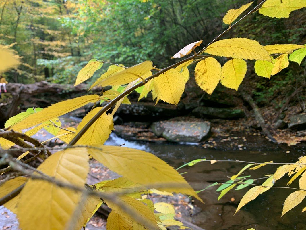walking near me in Ricketts Glen State Park in summer