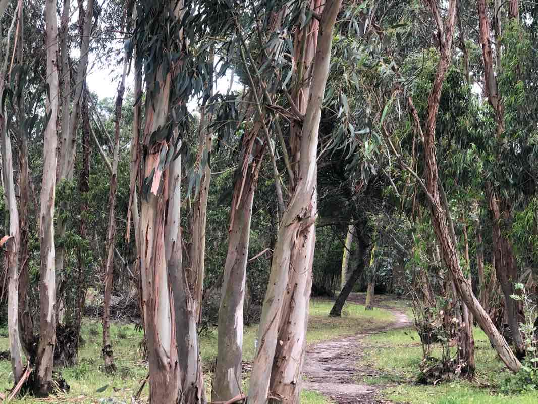 walking near me in Parque Aventura da Charneca da Caparica in winter