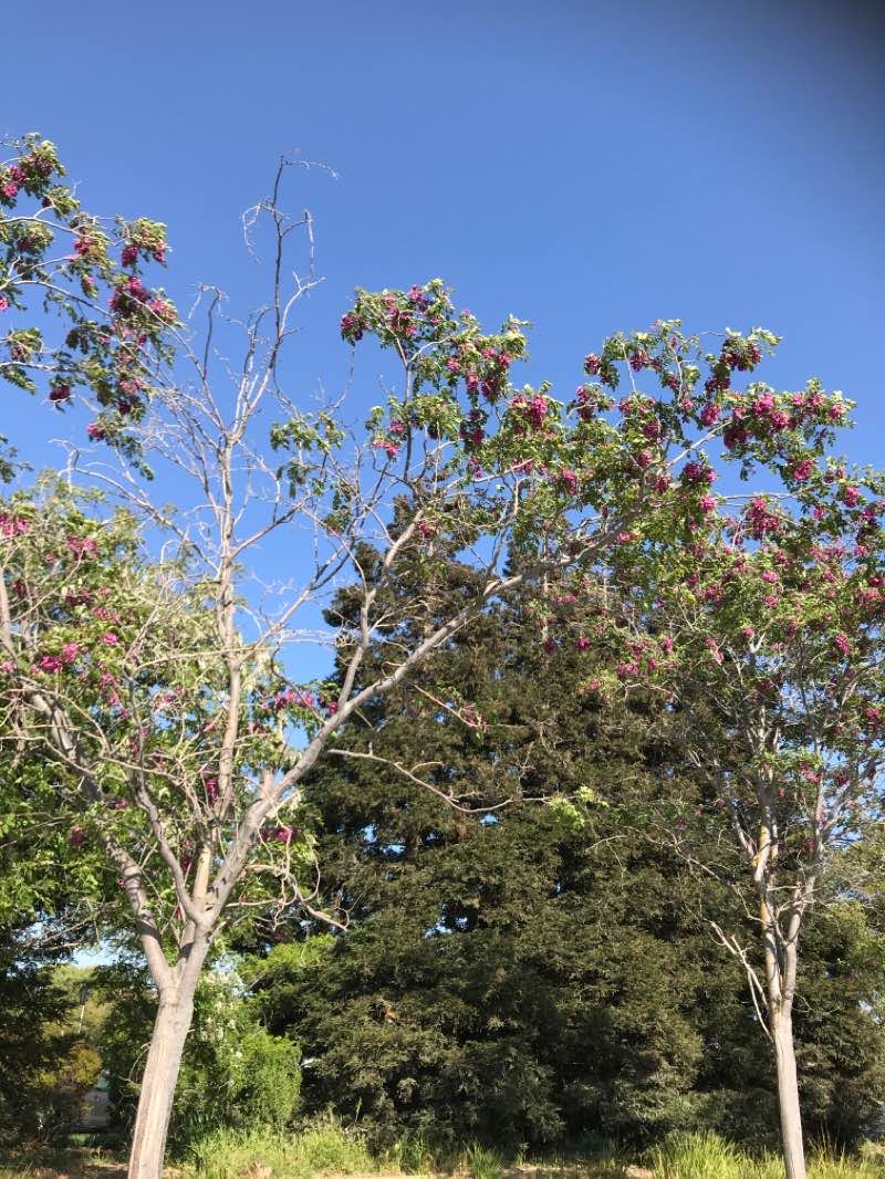 walking near me in Vintage Green Valley Park in winter