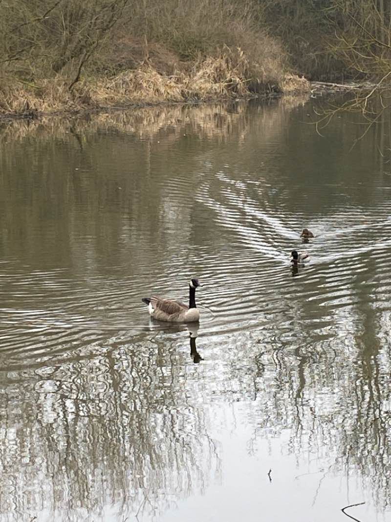 walking near me in Clare Castle Country Park in winter