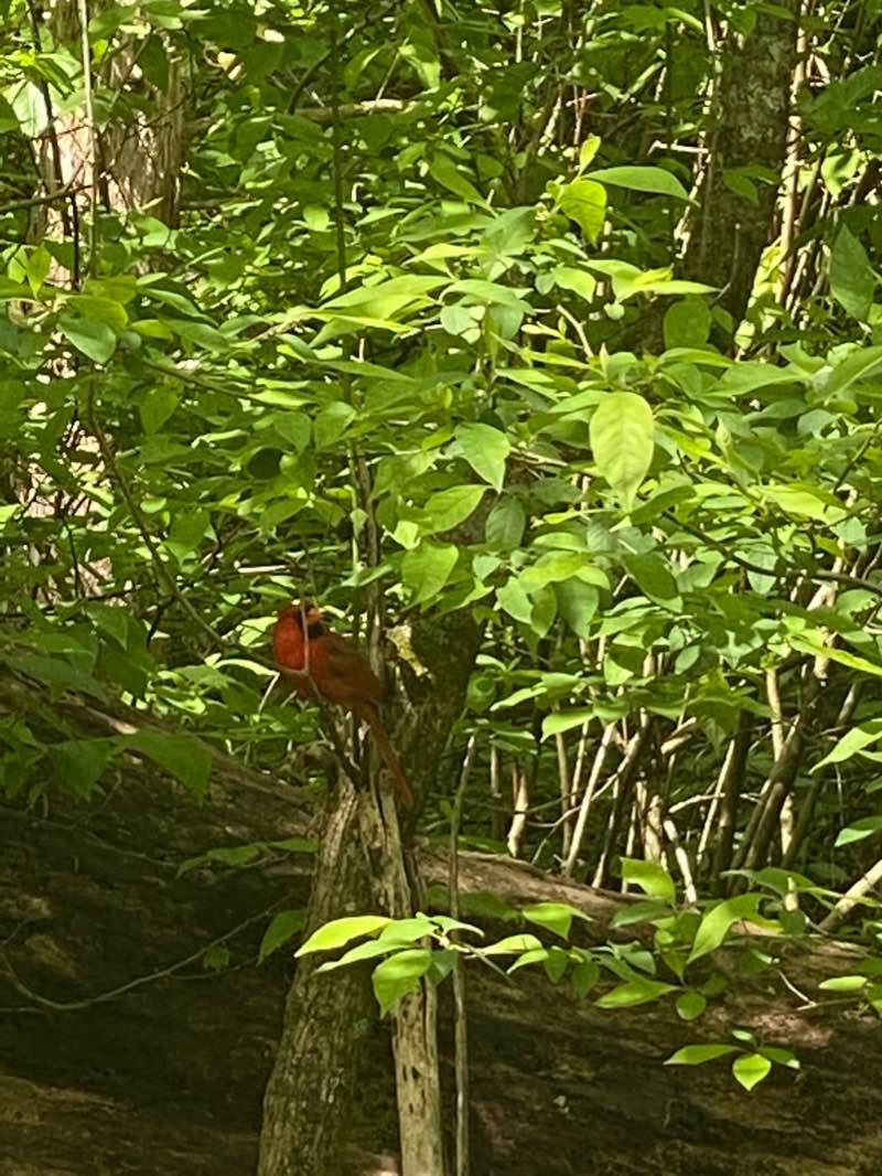 walking near me in Tanyard Creek Park in winter