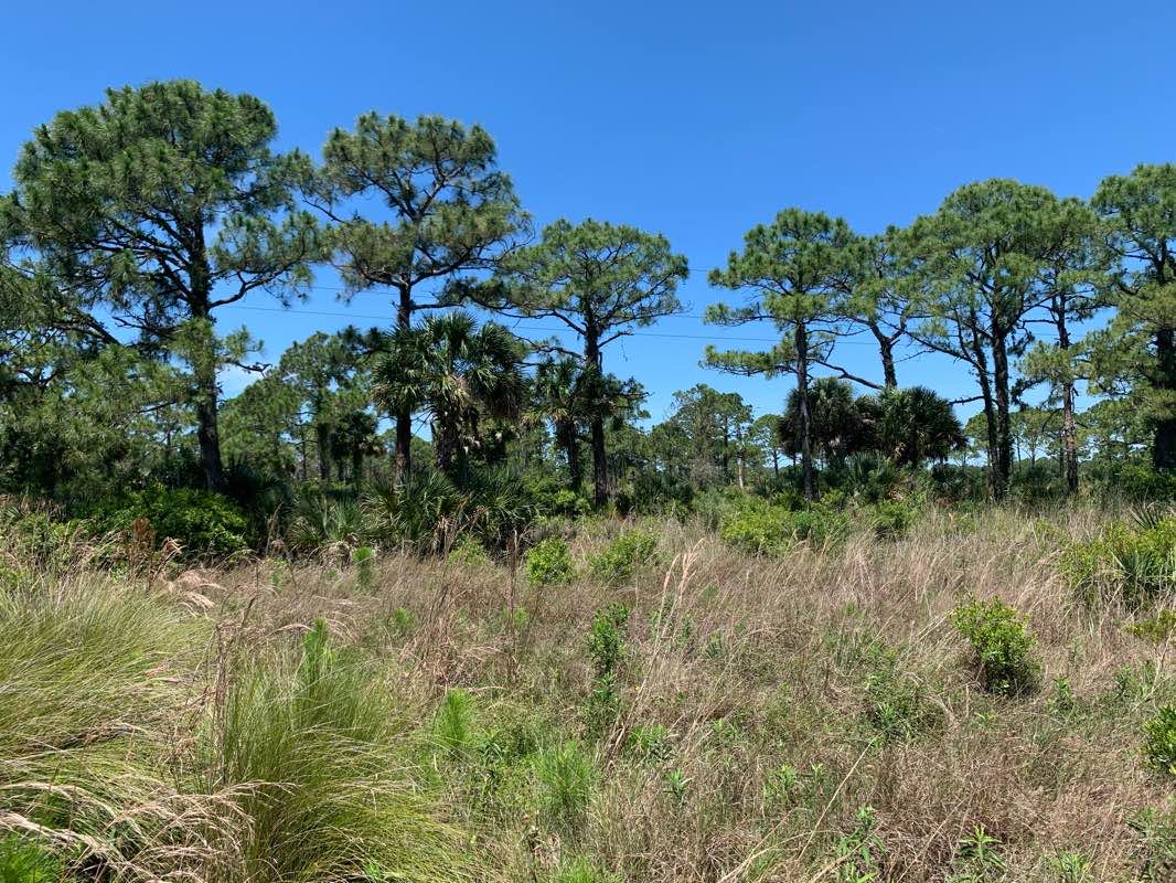 walking near me in Scherer Thaxton Preserve in winter