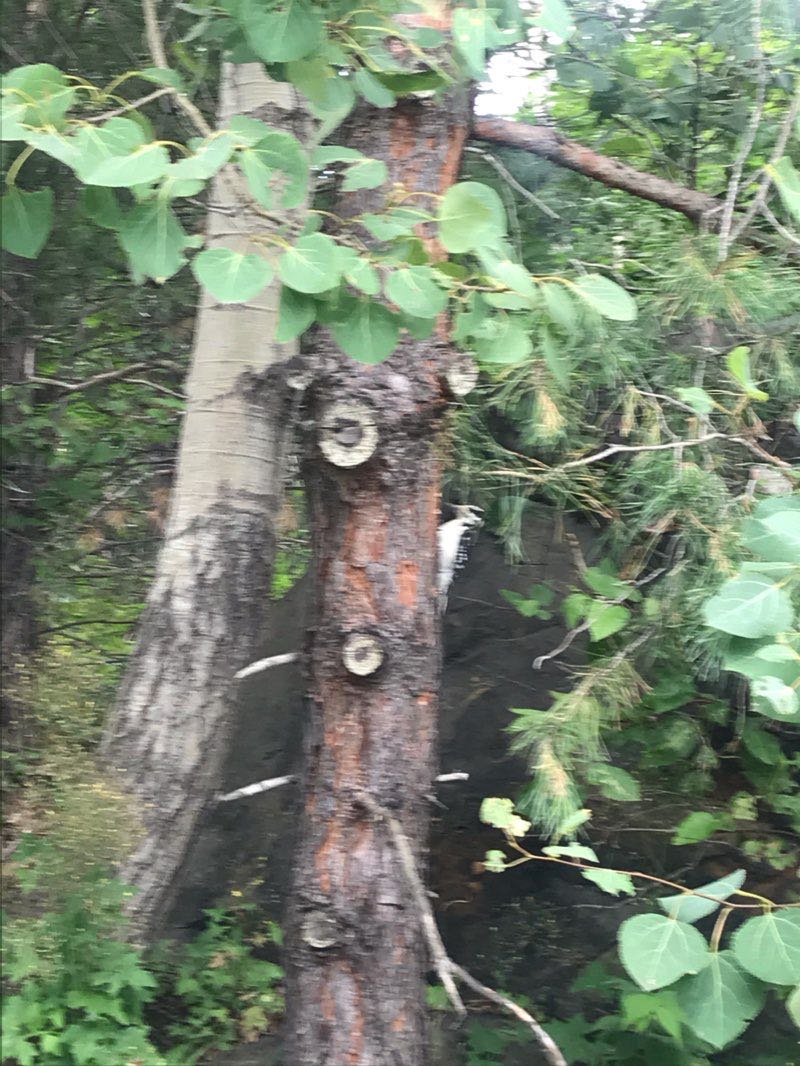 walking near me in Bell Park in winter