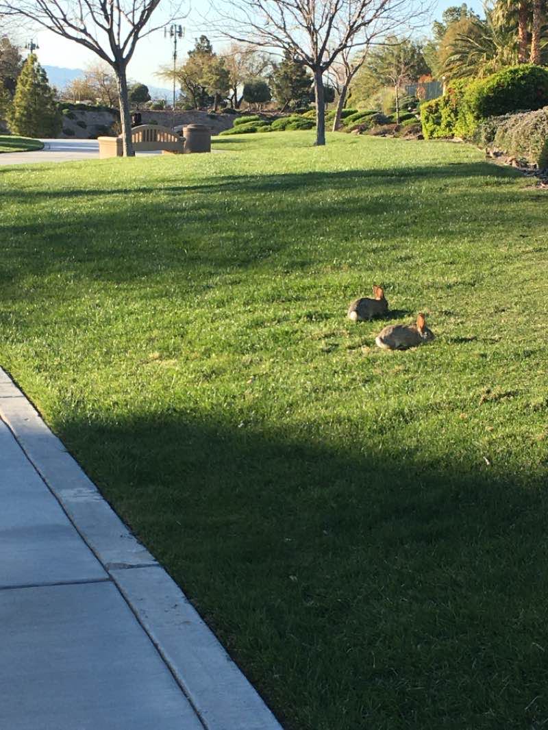 walking near me in Sonata Park in winter