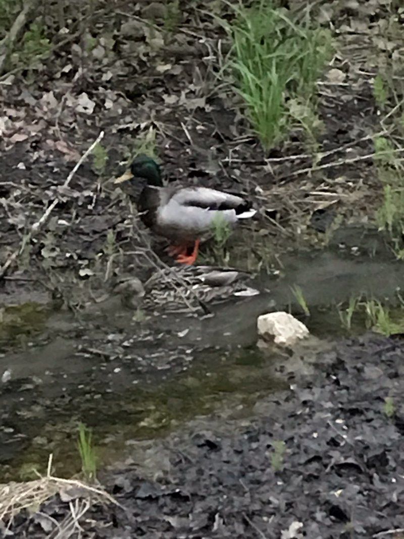 walking near me in Beechwood Park in winter