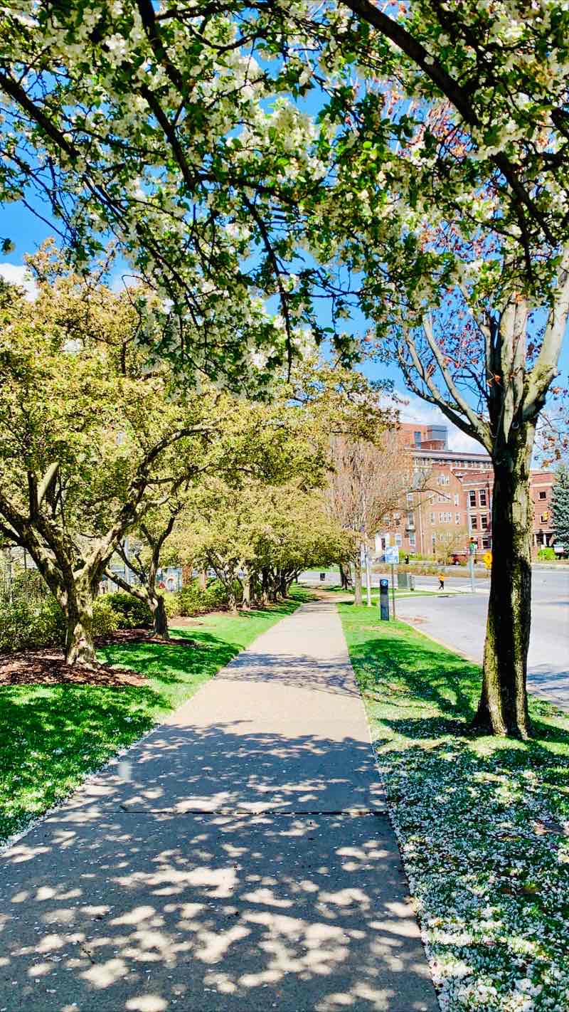 walking near me in Wyman Park Dell in winter