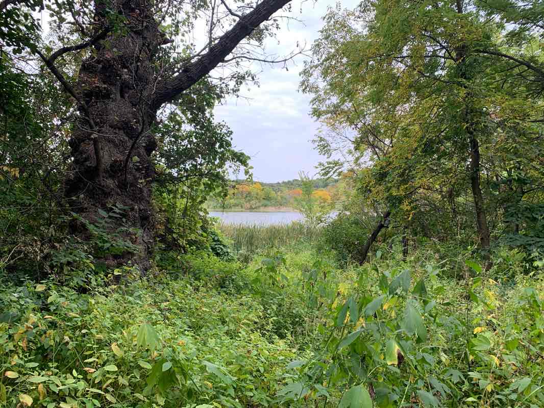 walking near me in Theodore Wirth Park in winter