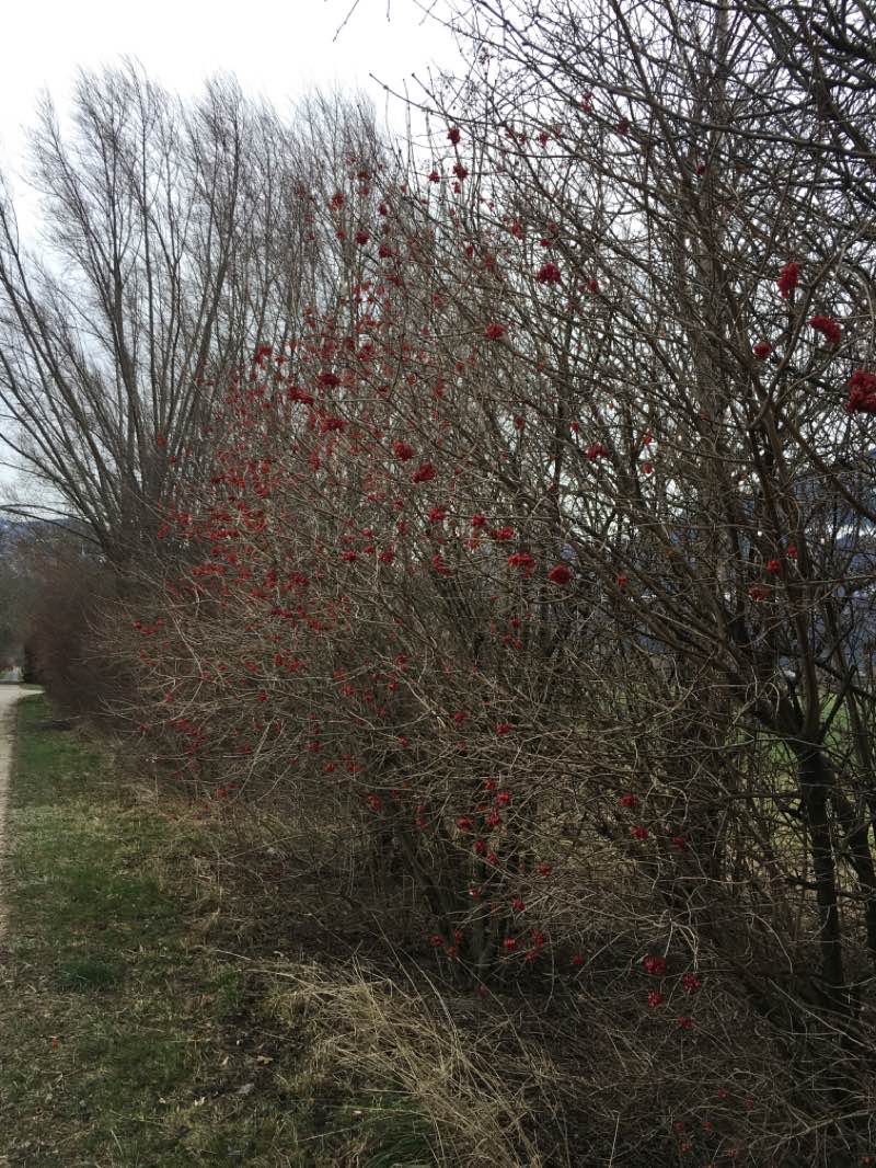 walking near me in Parc du Pont-Rouge in winter