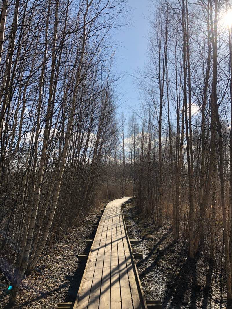 walking near me in Mariebergsskogen in winter