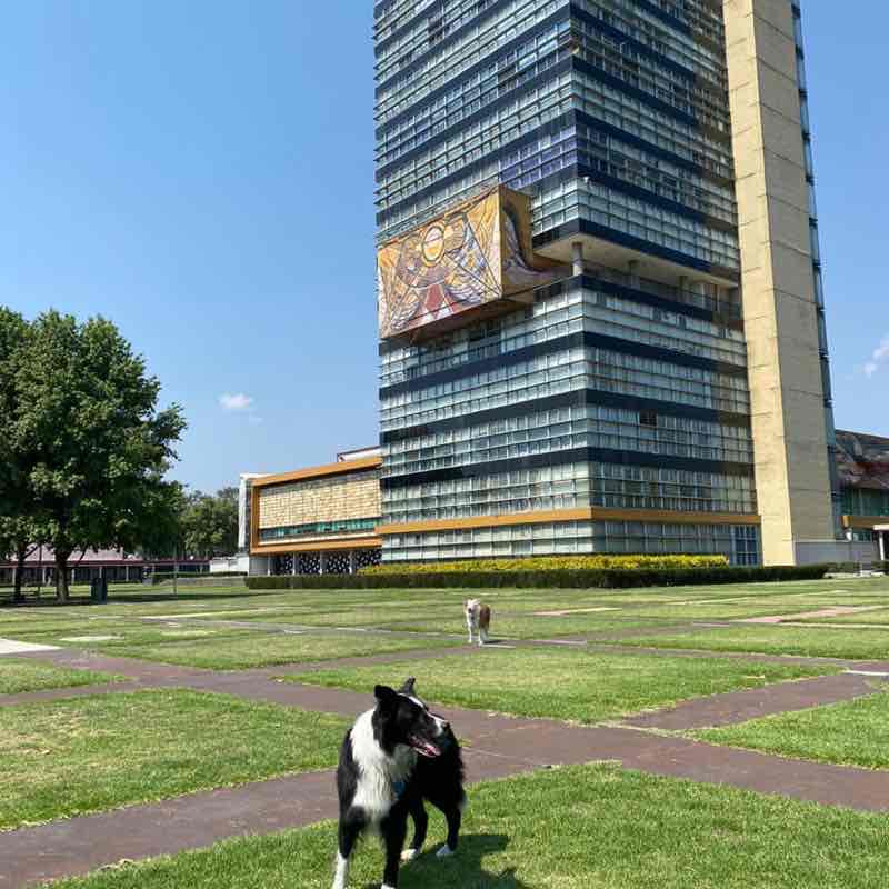 Luis (Negro)🇲🇽 post 2