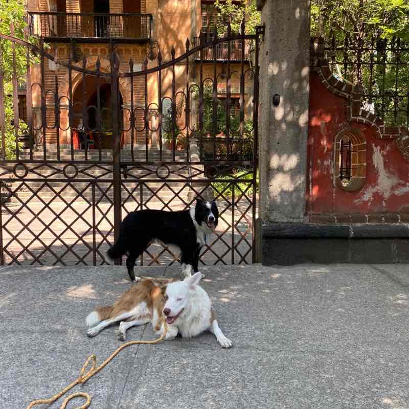 Luis (Negro)🇲🇽 post 2