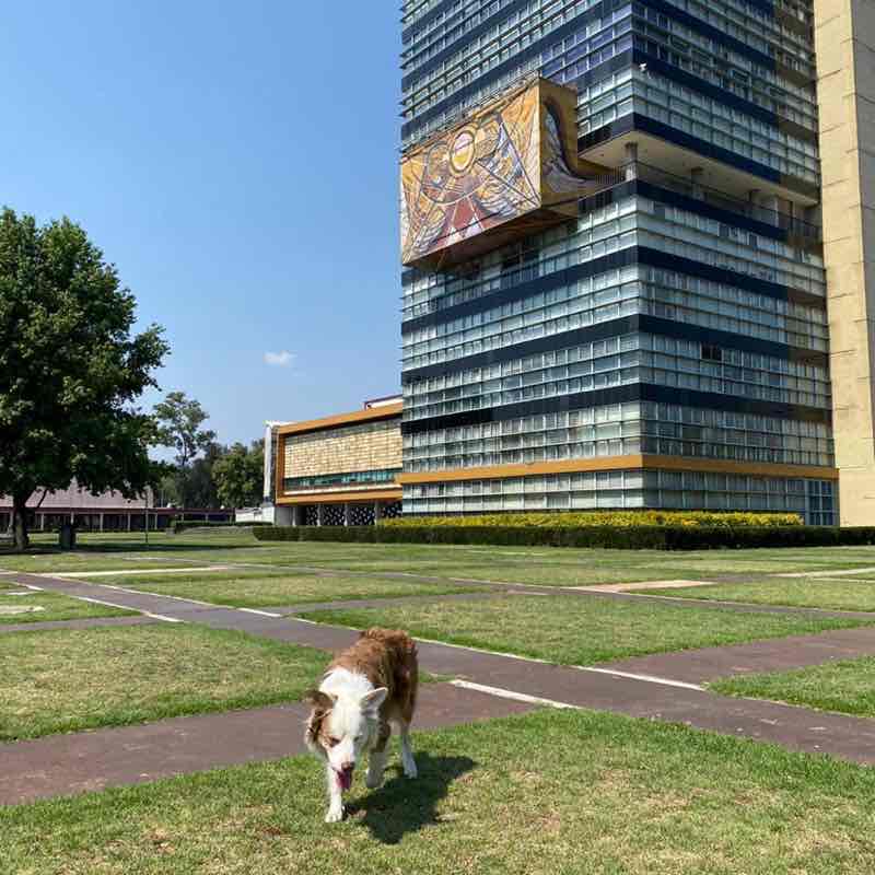 Luis (Negro)🇲🇽 post 1