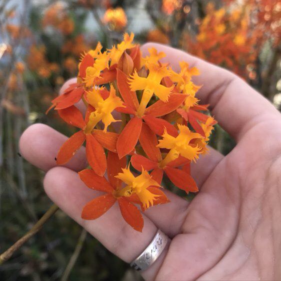 🇦🇺 Anita 🇦🇺 post 2