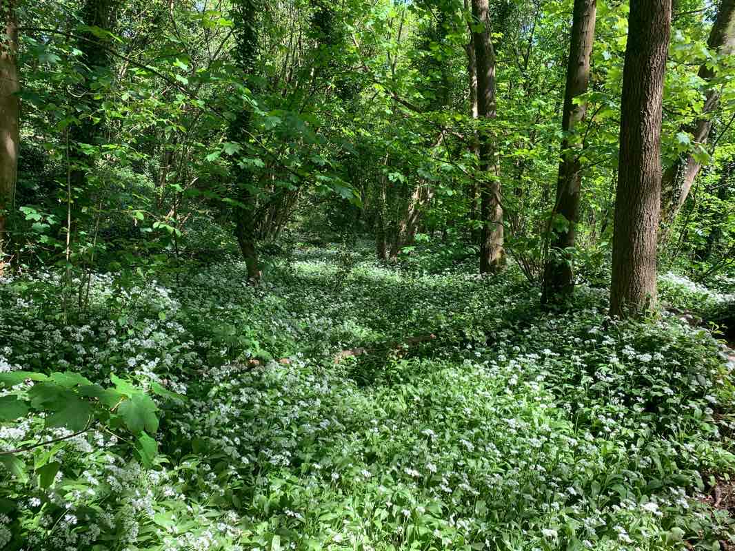 walking near me in Blaise Castle Estate in winter