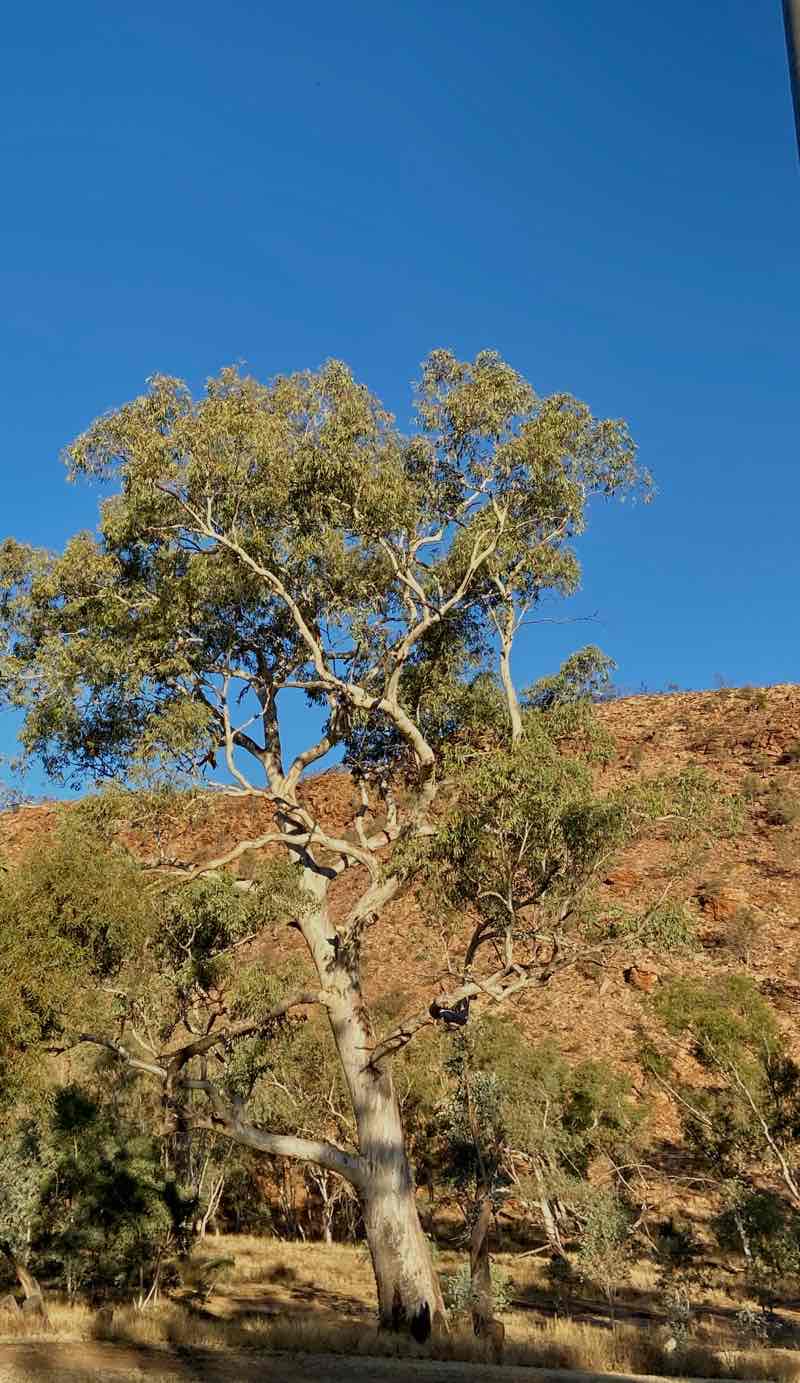 walking near me in Alice Springs Desert Park in summer