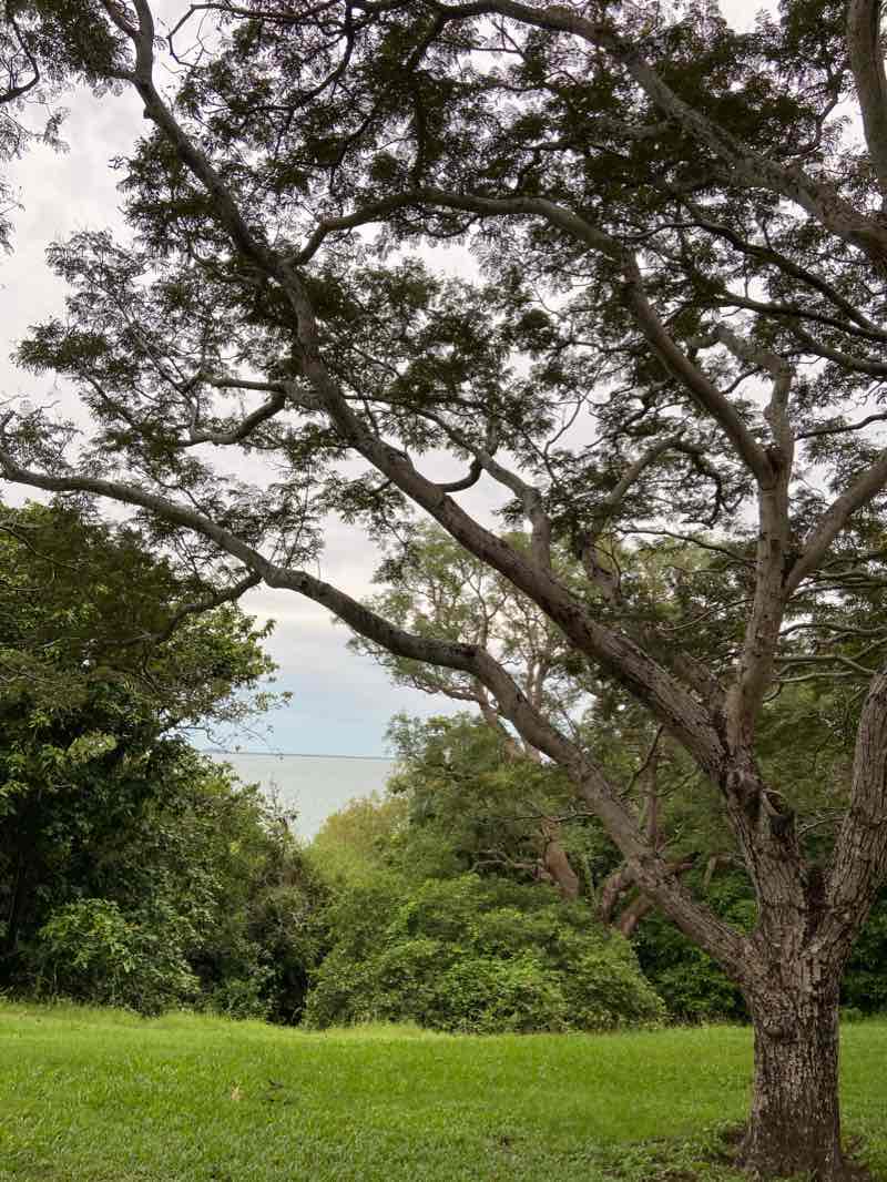 walking near me in Bicentennial Park in summer