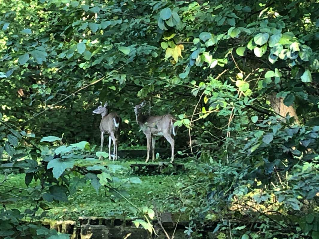 walking near me in Garrett Park in winter