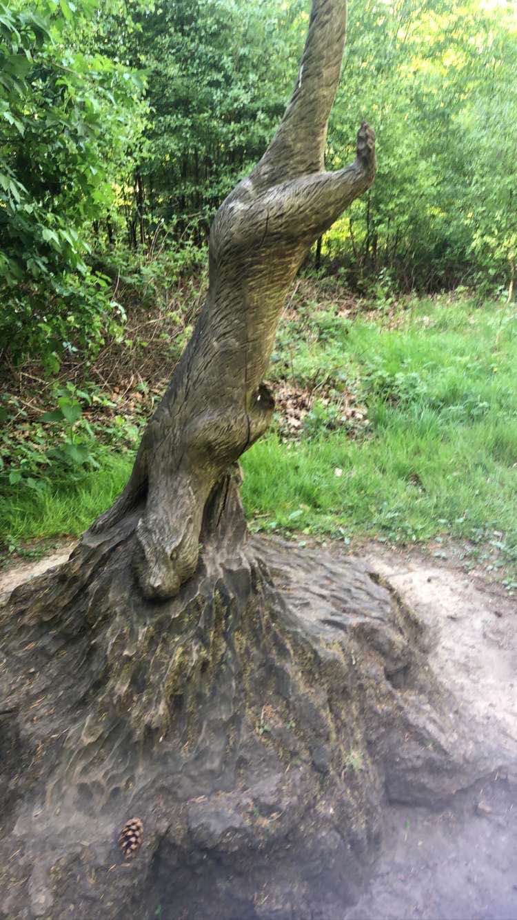 walking near me in Derwent Park (Rowlands Gill) in winter