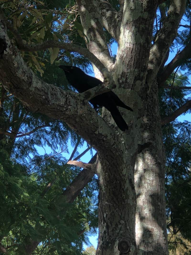 walking near me in Coronation Park in summer