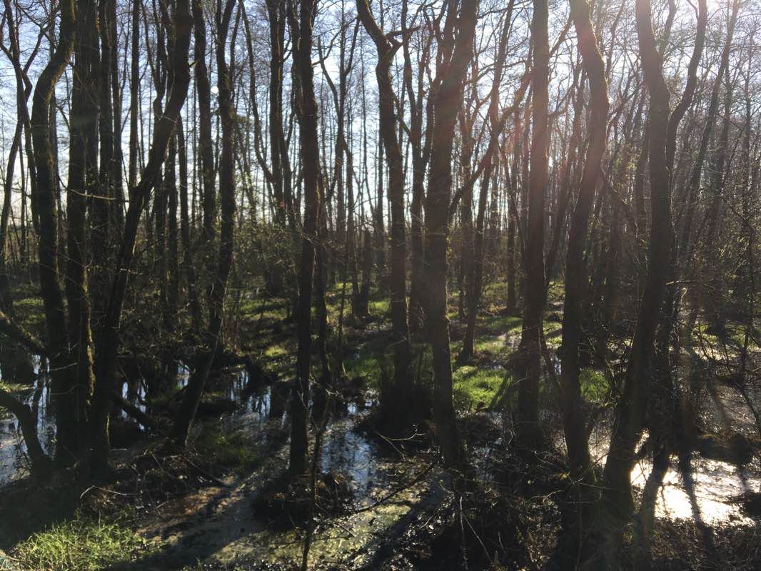 walking near me in Arboretum Wijchmaal in winter