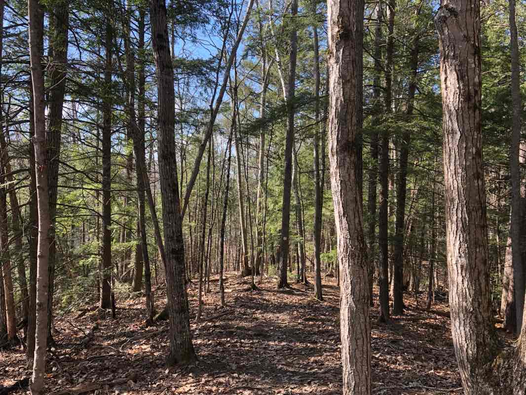 walking near me in North Street Recreation Area in winter