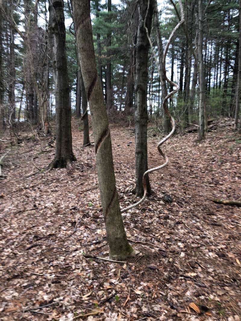walking near me in Crandall Park in winter
