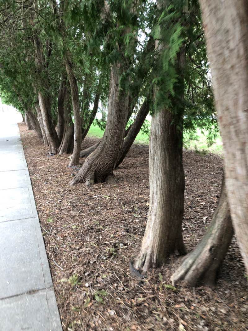 walking near me in Congress Park in winter