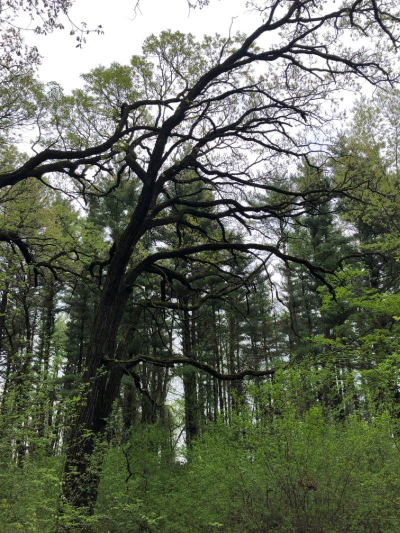 walking near me in Waterfall Glen Forest Preserve in winter