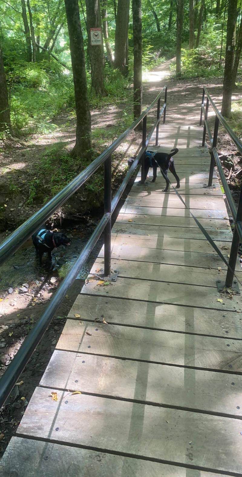 walking near me in Robinson State Park in winter