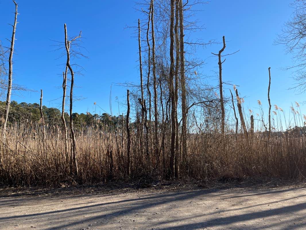 walking near me in Cattus Island Park in winter