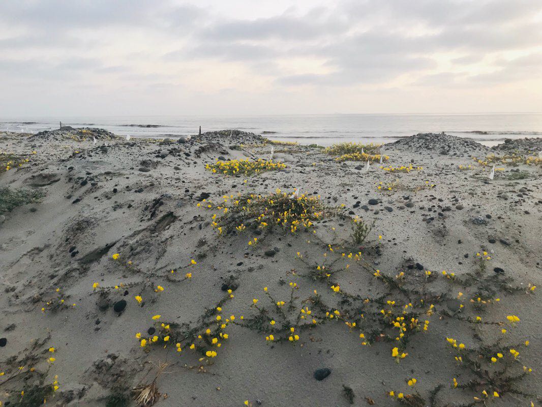 walking near me in Swami's State Marine Conservation Area in winter