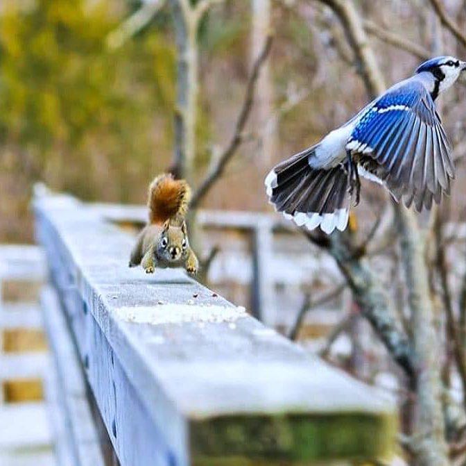 Drilon 🇦🇱🇨🇦 post 2