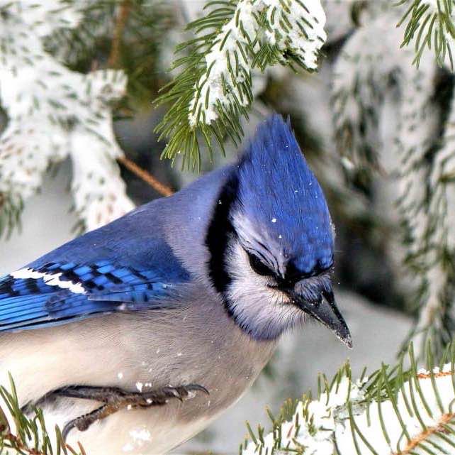 Drilon 🇦🇱🇨🇦 post 3