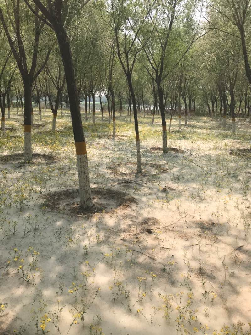 walking near me in Taiyanggong Park in winter