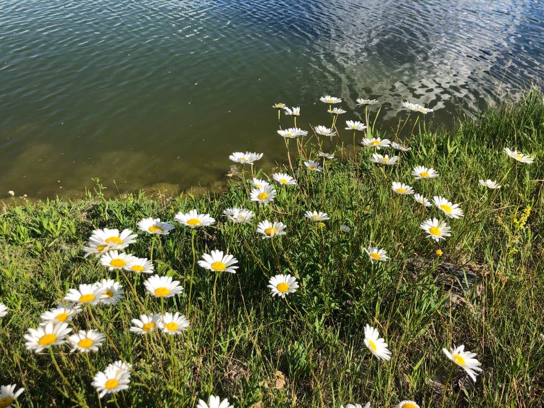 walking near me in Goose Park in winter