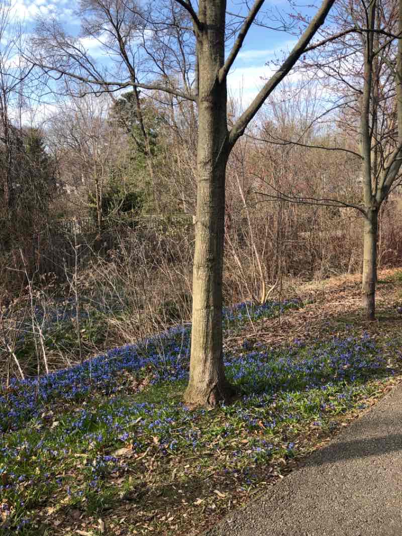 walking near me in Port Credit Memorial Park in winter