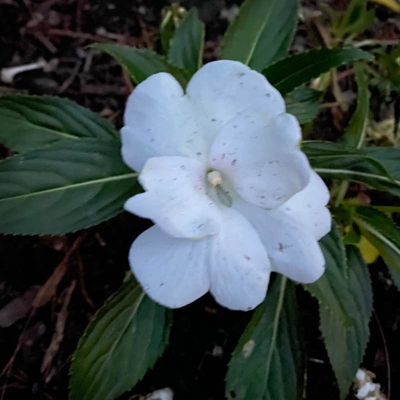 1armgolfer💪🏻💪🏻🚶🏻🚶🏻🏌🏻🏌🏻💪🏻💪🏻 post 1